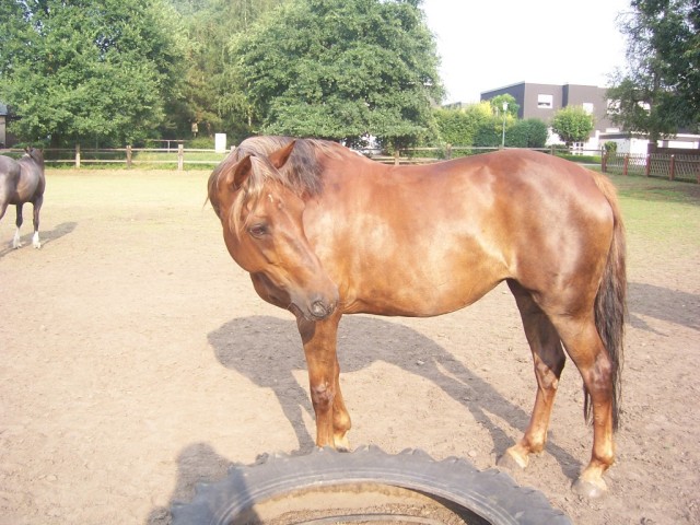 Reitbeteiligung Kleinanzeigen Reitbeteiligung Annoncen