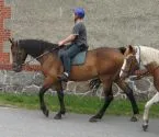WARMBLUTWALLACH HANNOVERANER ABSTAMMUNG
