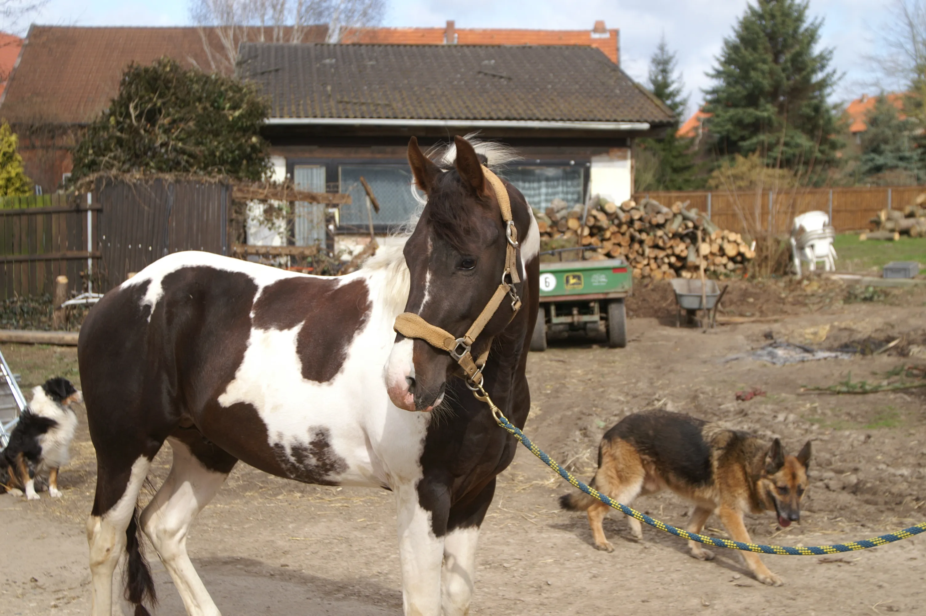 Painthengst HOMOZYGOT für Tobiano in Hildesheim