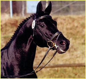 Bildhübscher Trakehnerhengst