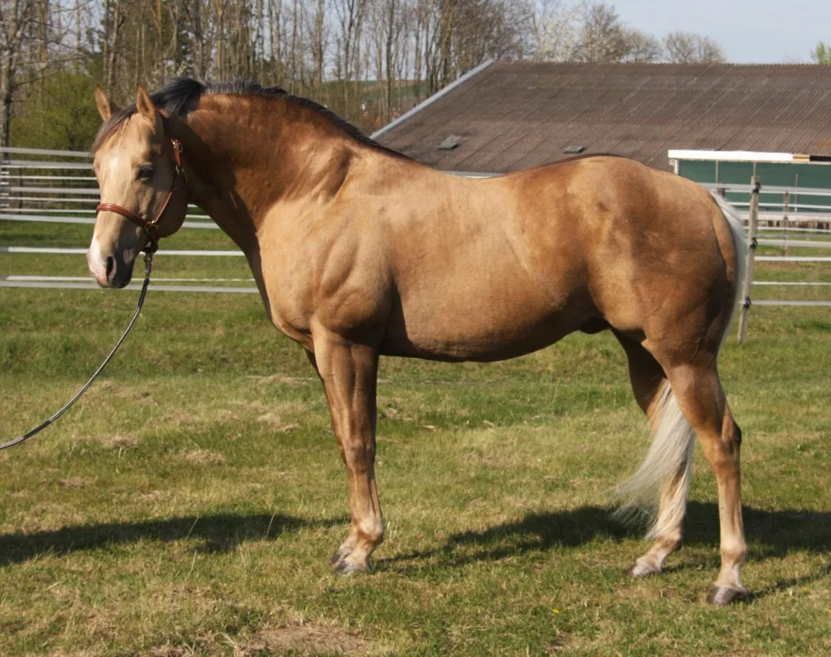 American Quarter Horse Deckhengst