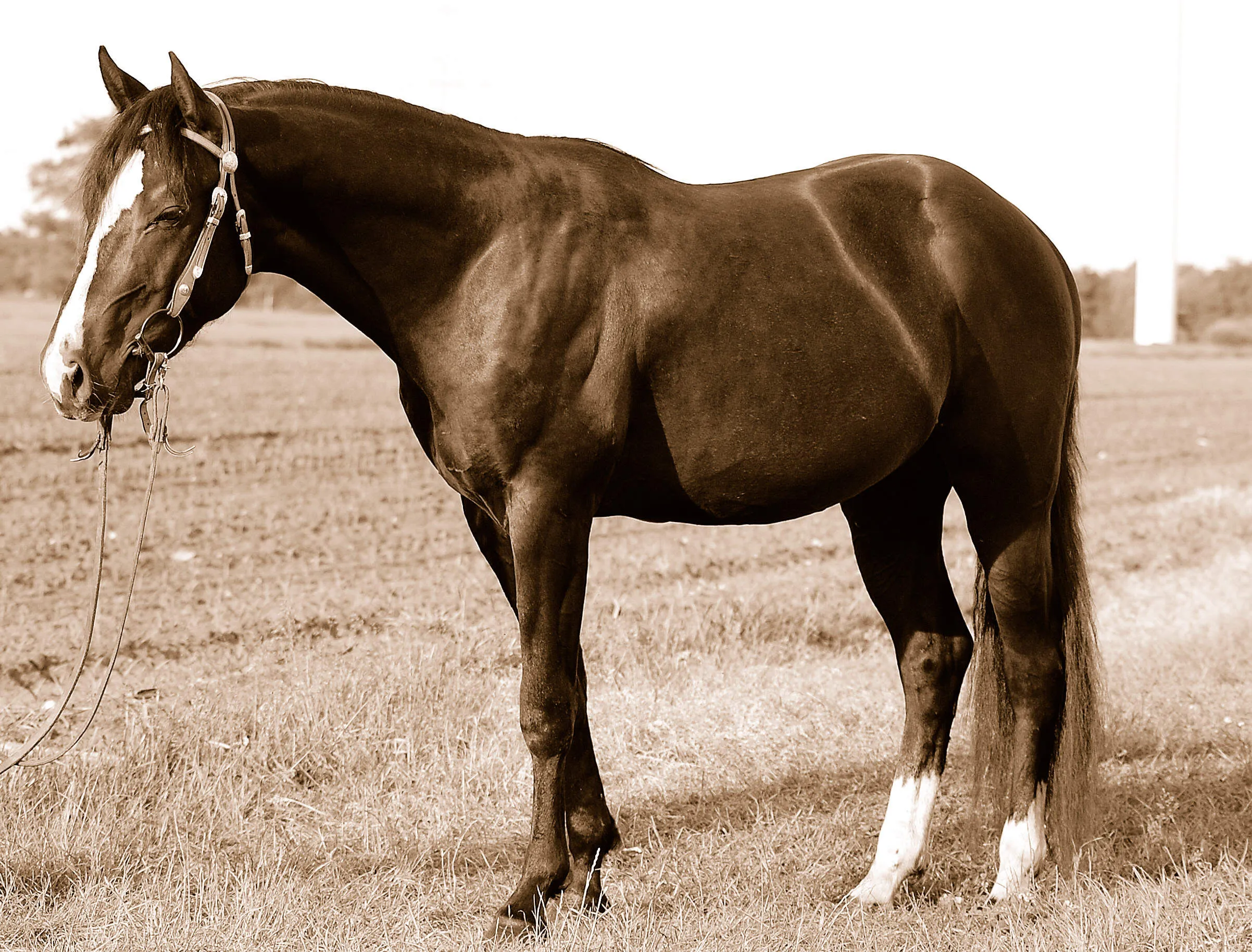 Deckanzeige Quarter Horse AQHA