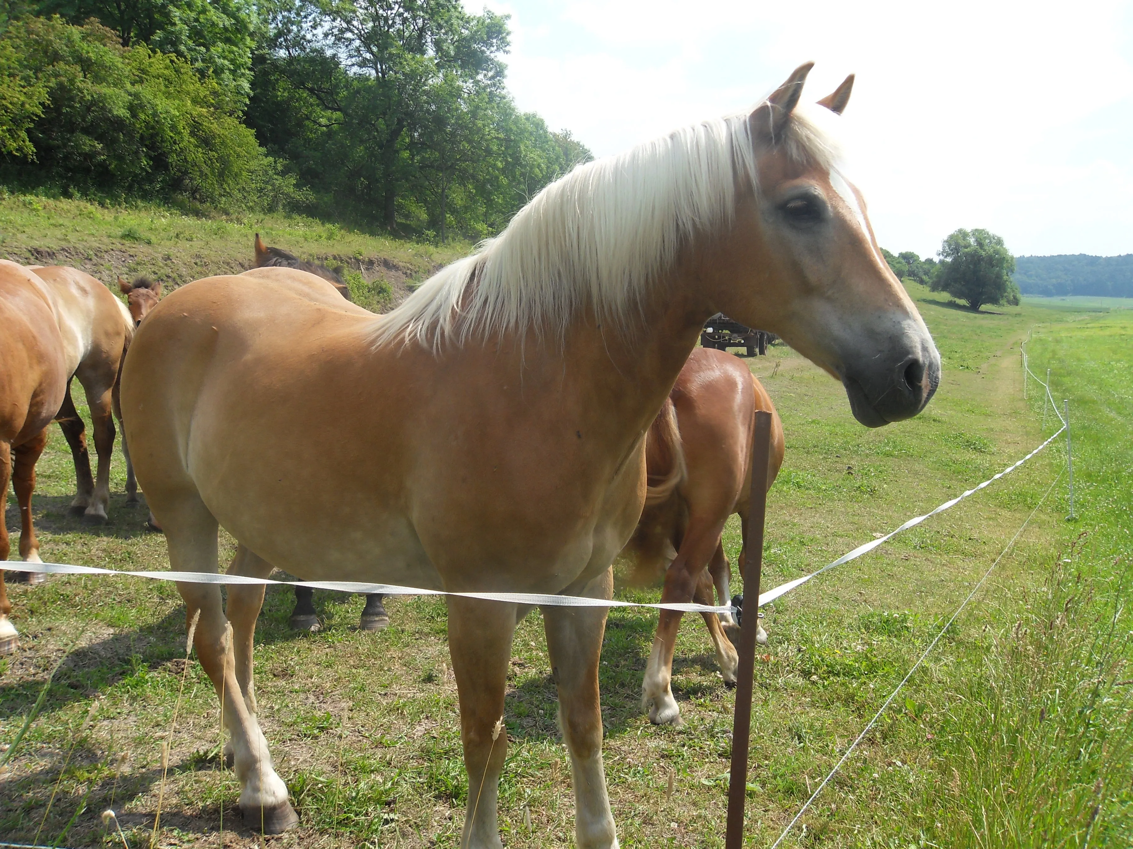 Moritz (11 Jahre), tempramentvoller Haflingerwallach