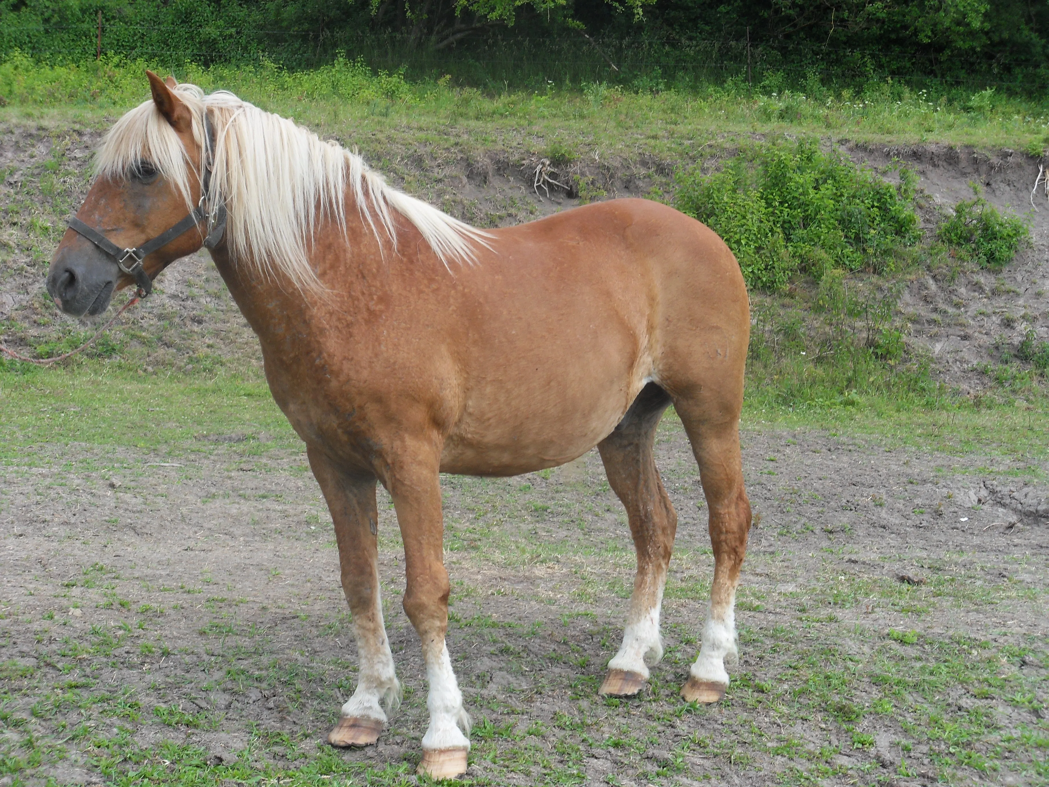 Hans (11 Jahre), sehr ruhiger Seniorenwallach