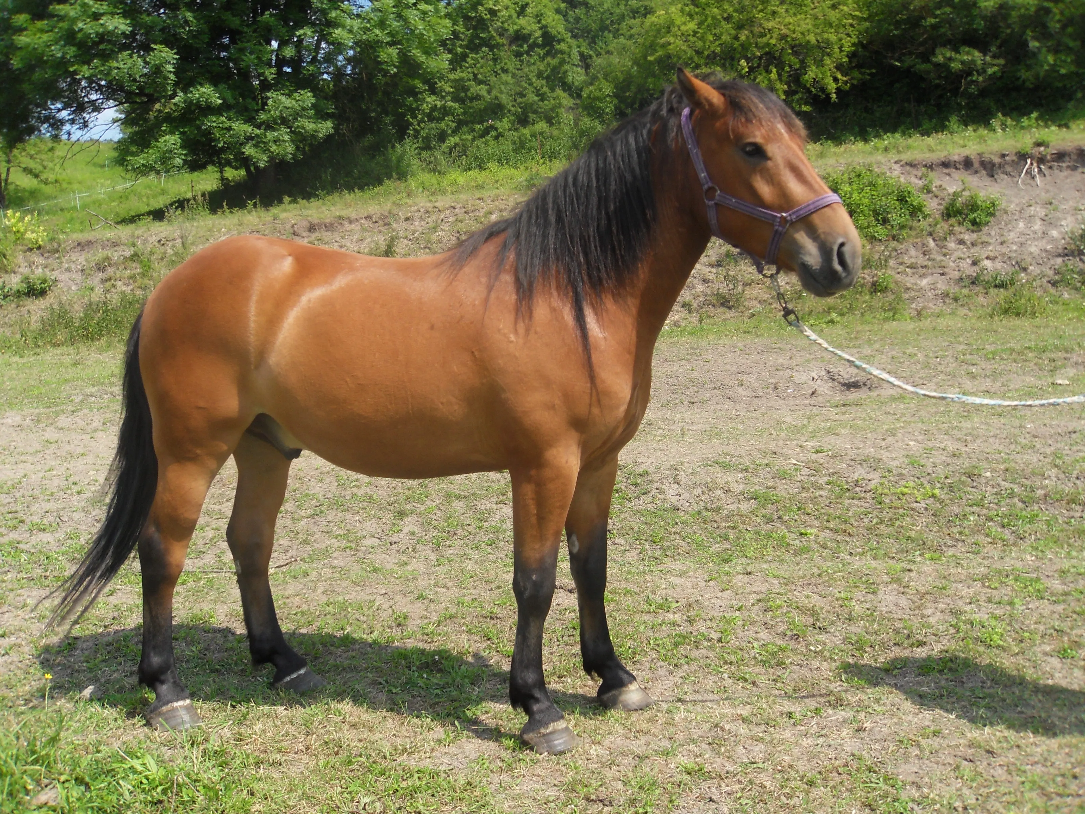 Felix (4 Jahre), schöner Wallach