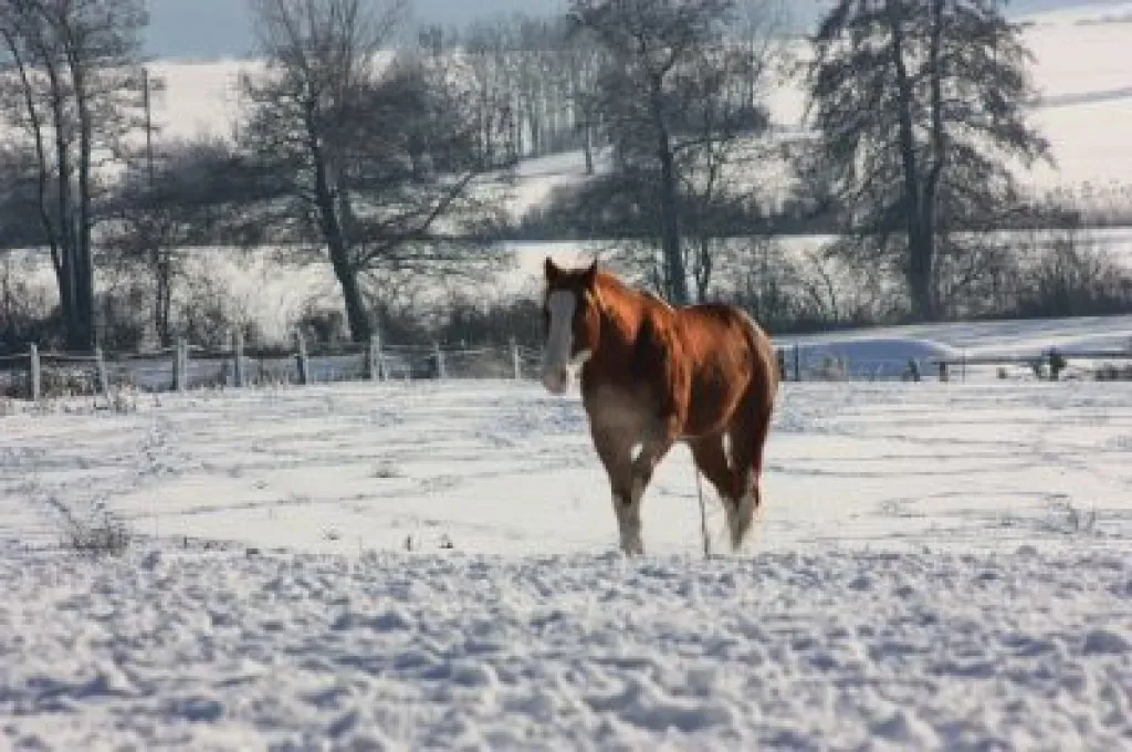 TOP Deckhengst A Smokin Little Gun (AQHA & APHA, Foundation, Quarter Pony, Pinto