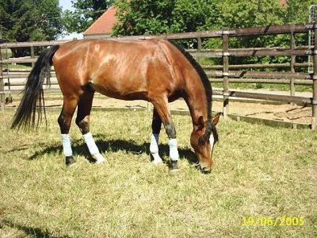 Polnischer Trakehner Wallach