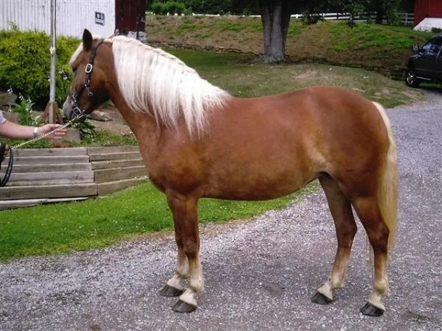 gesunde Haflinger Stute zu verkaufen.