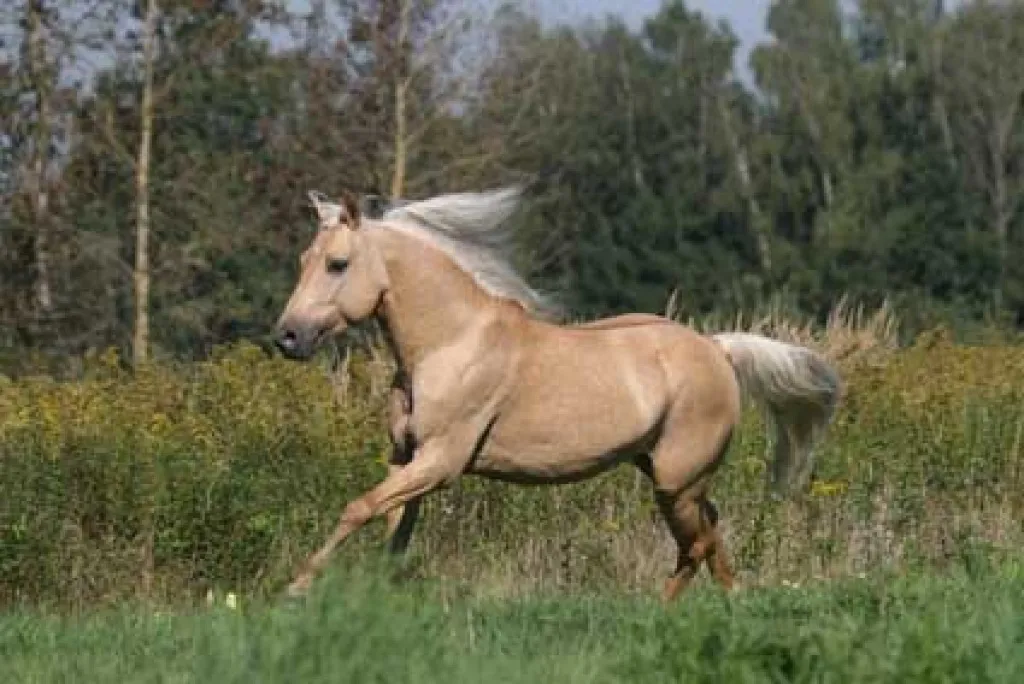 Deckanzeige : Quarter Pony Hengst ( NICHT ZUM VERKAUF / NOT FOR SALE!)