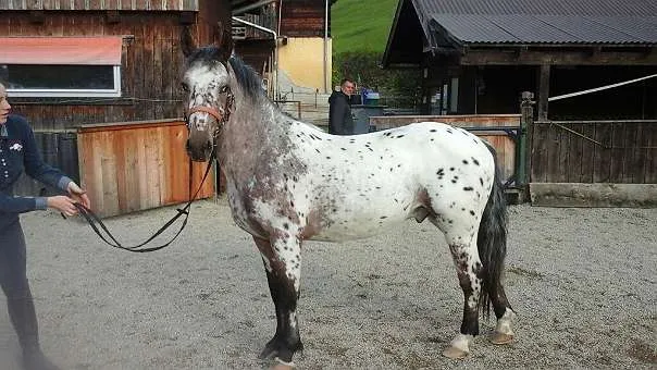 wunderschöner Appaloosa   Wallach  mit Paß, geimpft,
