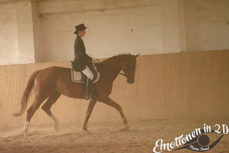 aufgeweckter, lernwilliger Trakehner