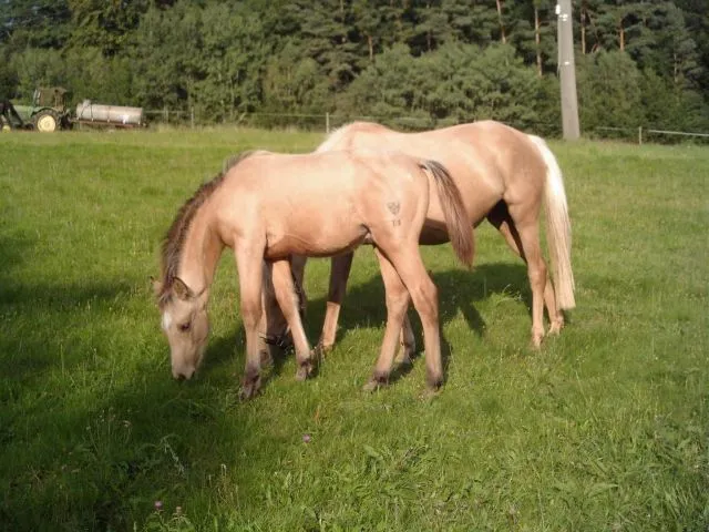 Bildhüpsches Absatz-hengstfohlen mit Papiere