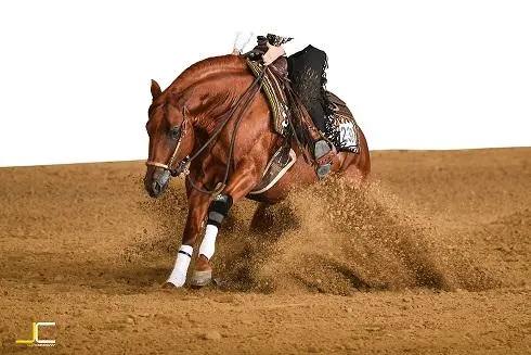 Deckhengst - Quarter Horse (Reining)