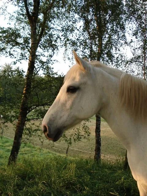 lieber schimmel zu verkaufen